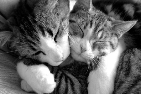 Bojour mes ami(e)s